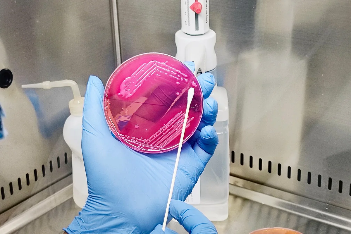 Gloved hand streaking an inoculating loop across an agar plate inside a cabinet